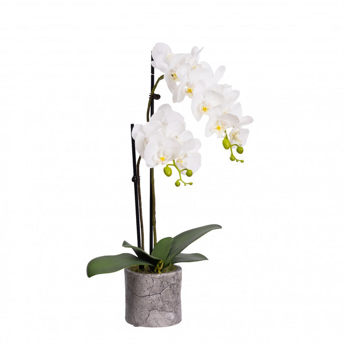 Phalaenopsis Orchid In Pot 60cm White