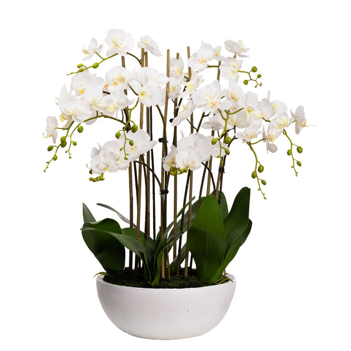 Phalaenopsis Orchid In White Bowl 75cm