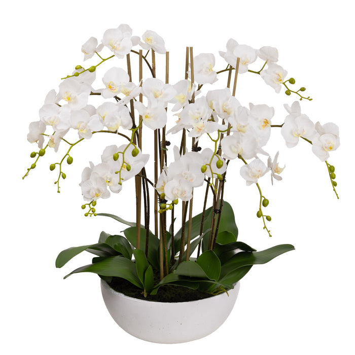 Phalaenopsis Orchid In White Bowl 75cm