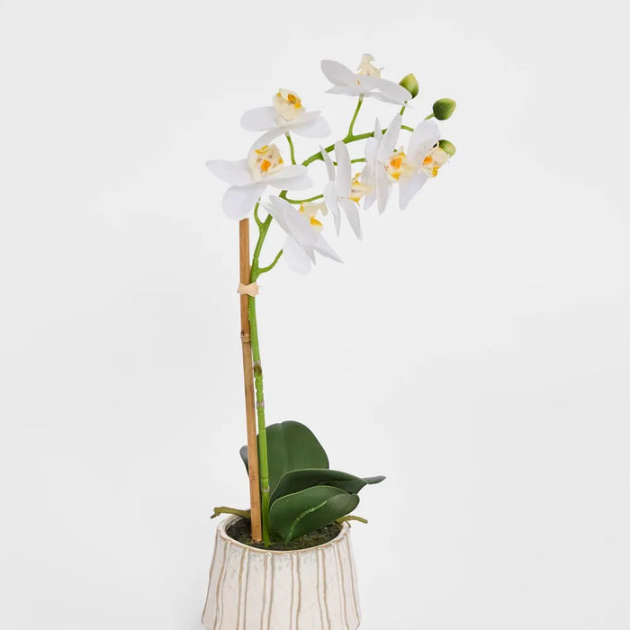 Phalaenopsis Orchid Plant White In Ribbed Pot 50cm Small Pack of 2