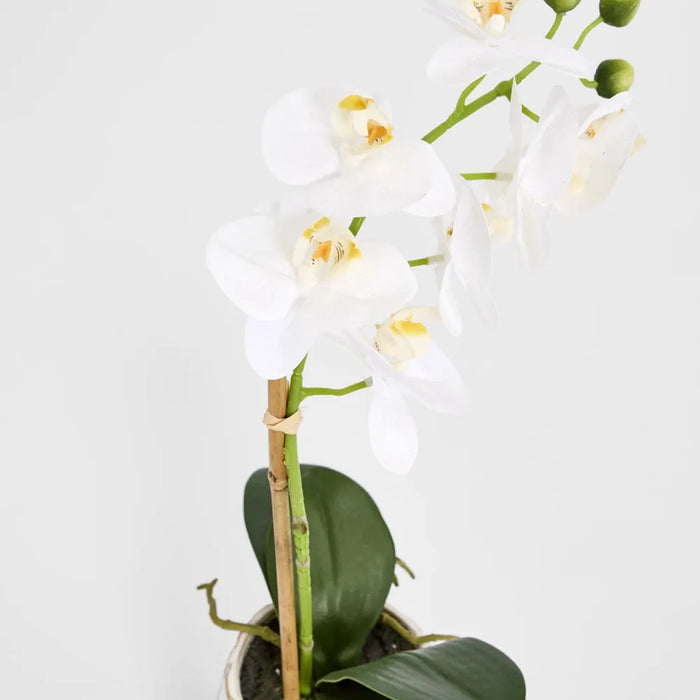 Phalaenopsis Orchid Plant White In Ribbed Pot 50cm Small Pack of 2