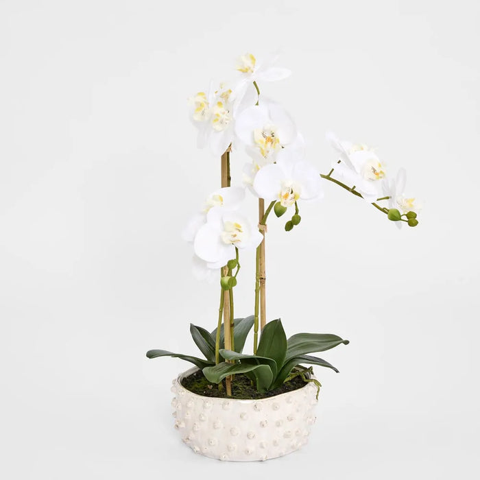 Phalaenopsis Orchid Plant White In Spike Pot 60cm