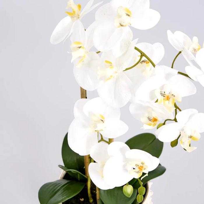 Phalaenopsis Orchid Plant White In Spike Pot 60cm