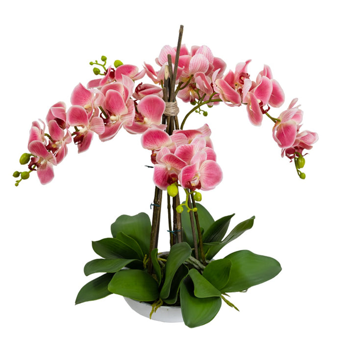 Phalaenopsis Pink Orchid In White Bowl 45cm