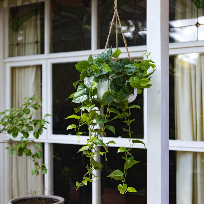 Philo Bush In Hanging Planter 100cm Set of 2