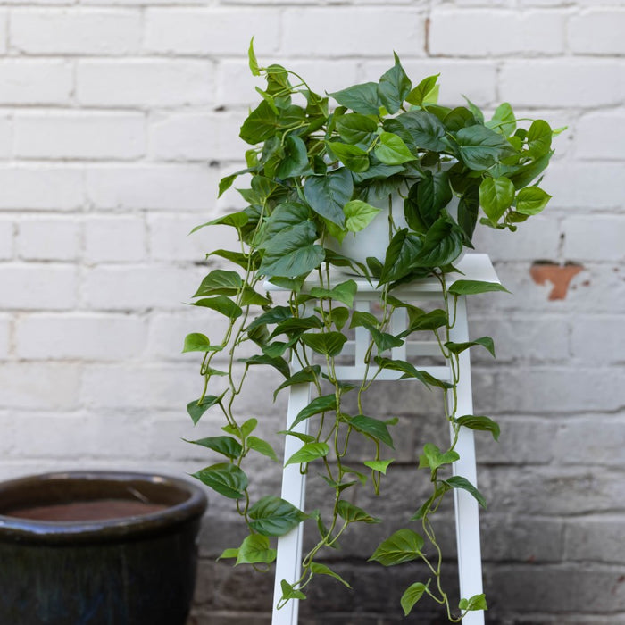 Philo Bush In Hanging Planter 100cm Set of 2