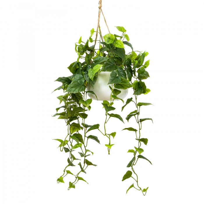 Philo Bush In Hanging Planter 100cm Set of 2