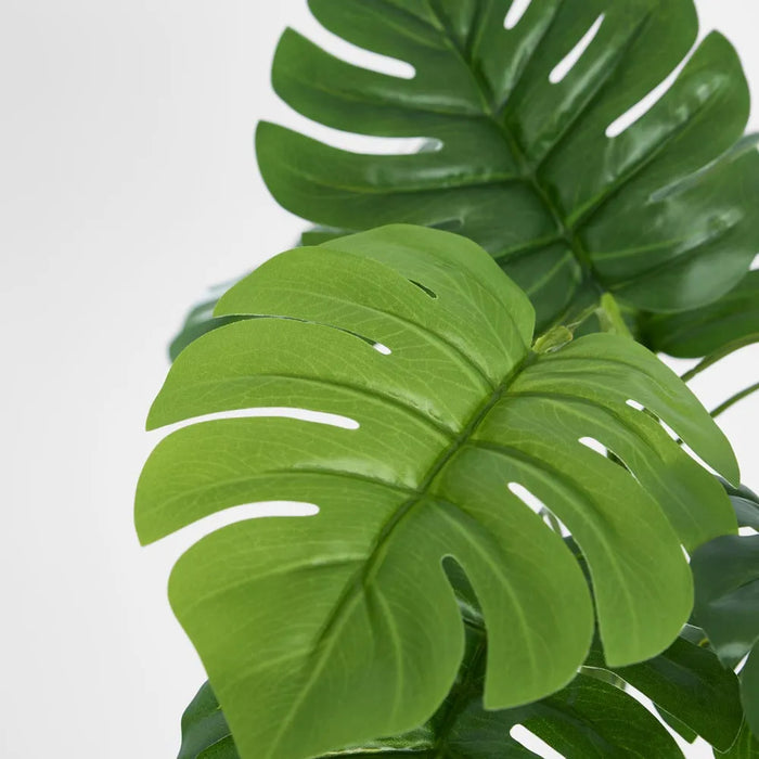 Philo Split Leaf Bush 35cm Green Pack of 12