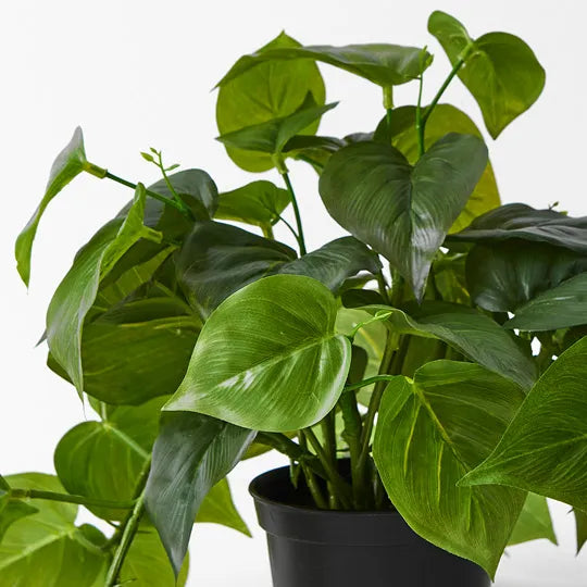 Philodendron Hanging Bush in Pot Green 30cm Pack of 4