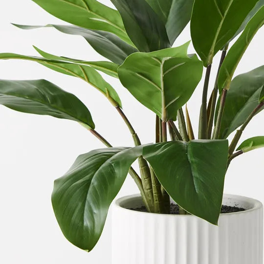 Philodendron Plant in Pot Green 44cm Pack of 4