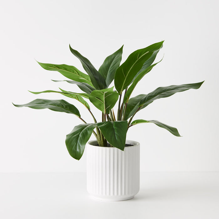 Philodendron Plant in Pot Green 44cm Pack of 4