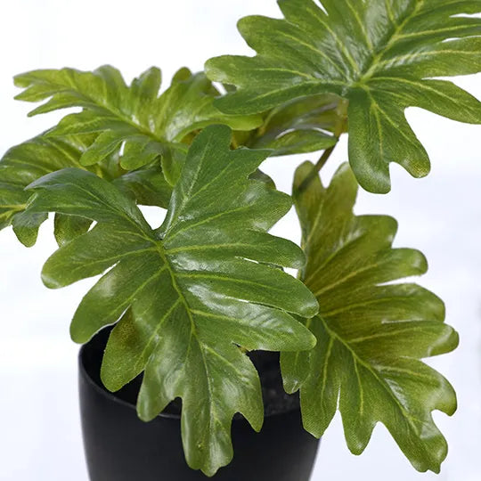 Philodendron Selloum in Pot Green 15cm Pack of 12