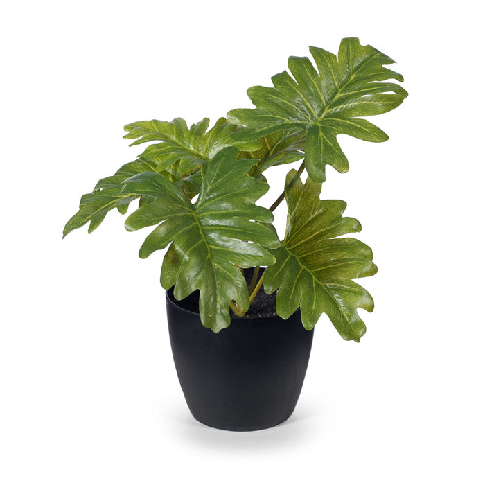 Philodendron Selloum in Pot Green 15cm Pack of 12