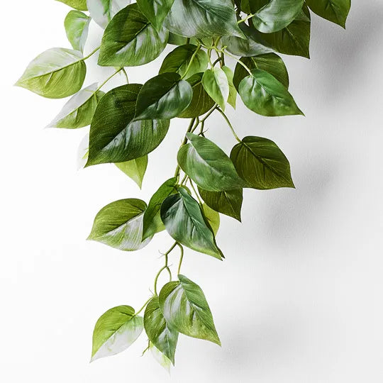 Philodendron in Pot Green 70cm Pack of 6