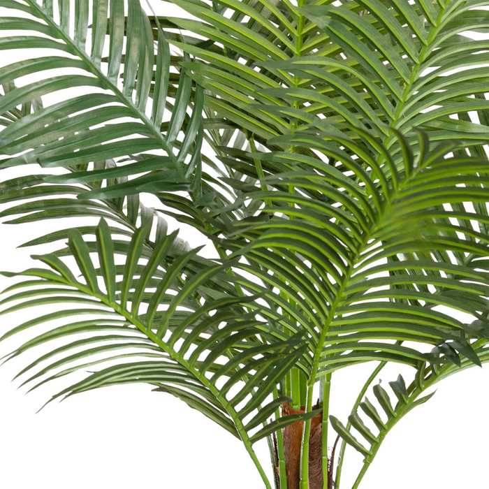 Phoenix Palm 122cm