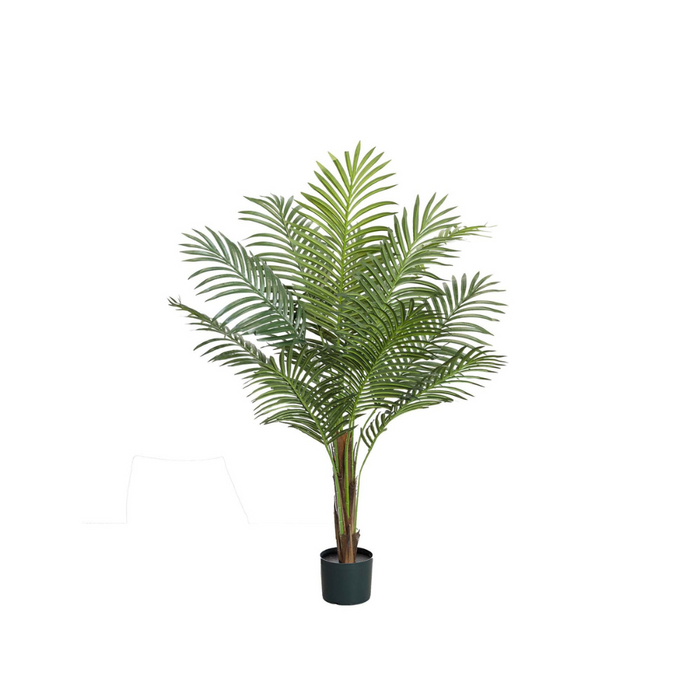 Phoenix Palm 122cm