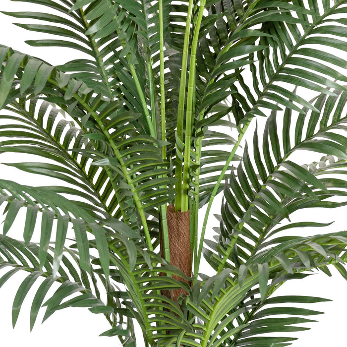 Phoenix Palm 183cm
