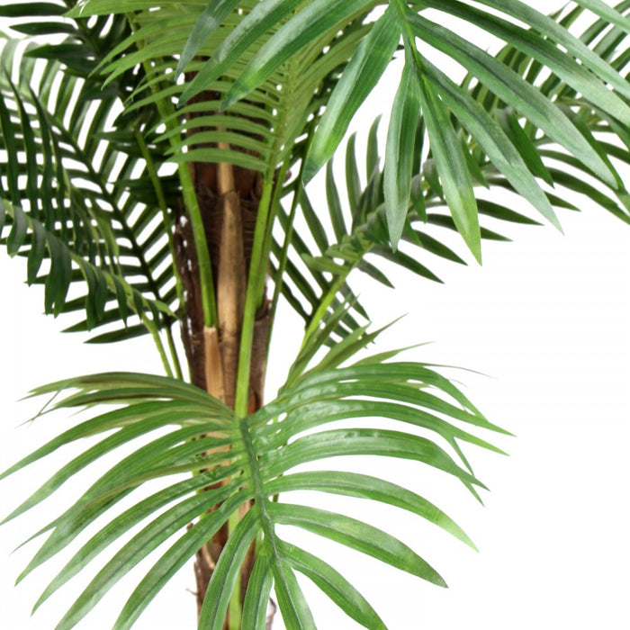 Phoenix Palm 183cm
