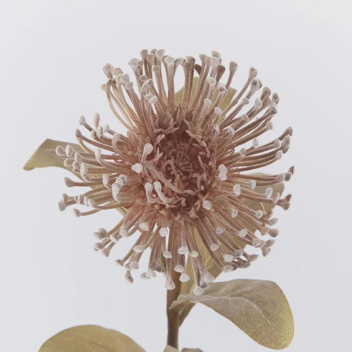Pincushion Protea Stem Brown 60cm Pack of 12