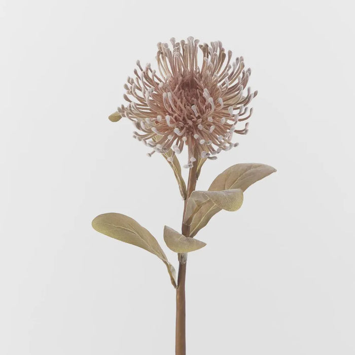 Pincushion Protea Stem Brown 60cm Pack of 12