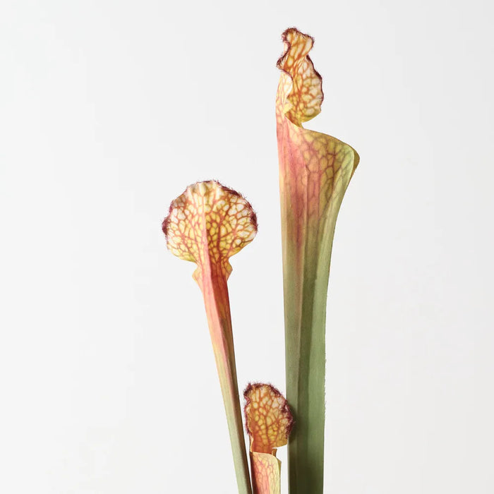 Pitcher Plant Spray 63cm Brown Green- Pack of 12