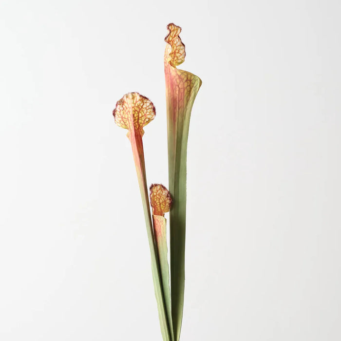 Pitcher Plant Spray 63cm Brown Green- Pack of 12