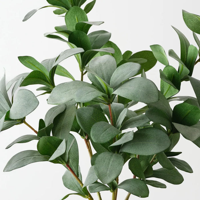 Pittosporum Bush 35cm Grey Green - Pack of 6