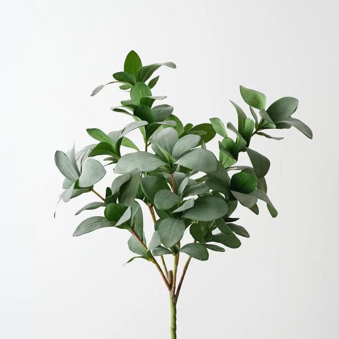 Pittosporum Bush 35cm Grey Green - Pack of 6