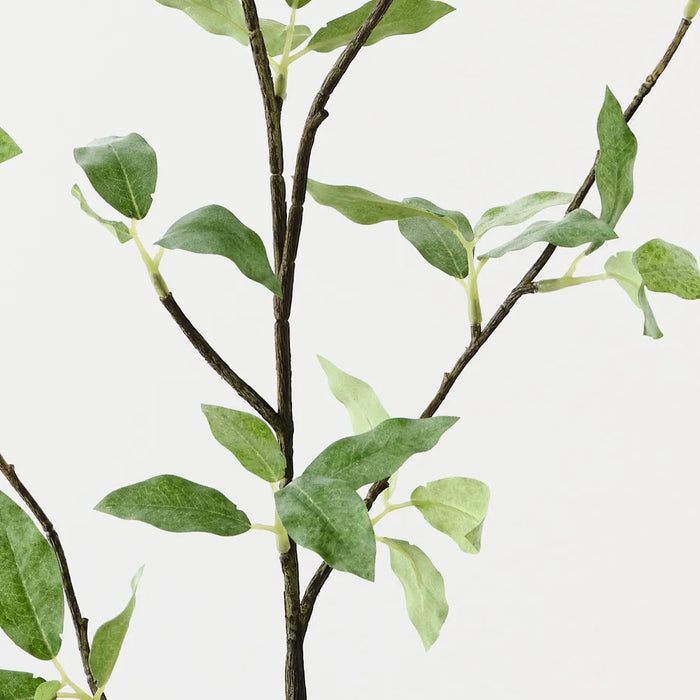 Pittosporum Leaf Spray Green 94cm Set of 12