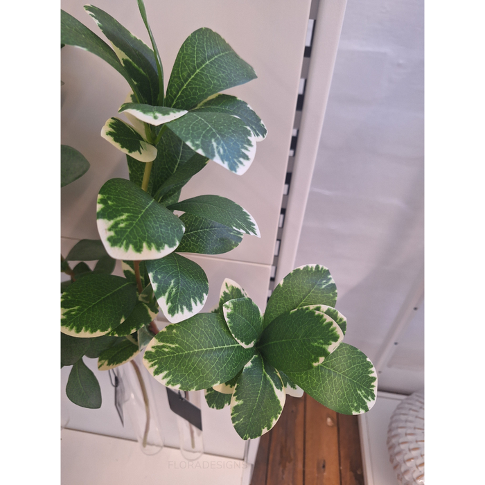 Pittosporum Leaf Spray Variegated 66cm - Pack of 12