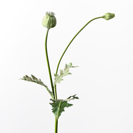 Poppy Bud Spray Green 60cm - Pack of 12