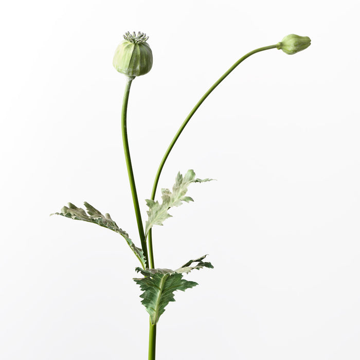 Poppy Bud Spray Green 60cm - Pack of 12