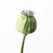 Poppy Bud Spray Green 60cm - Pack of 12