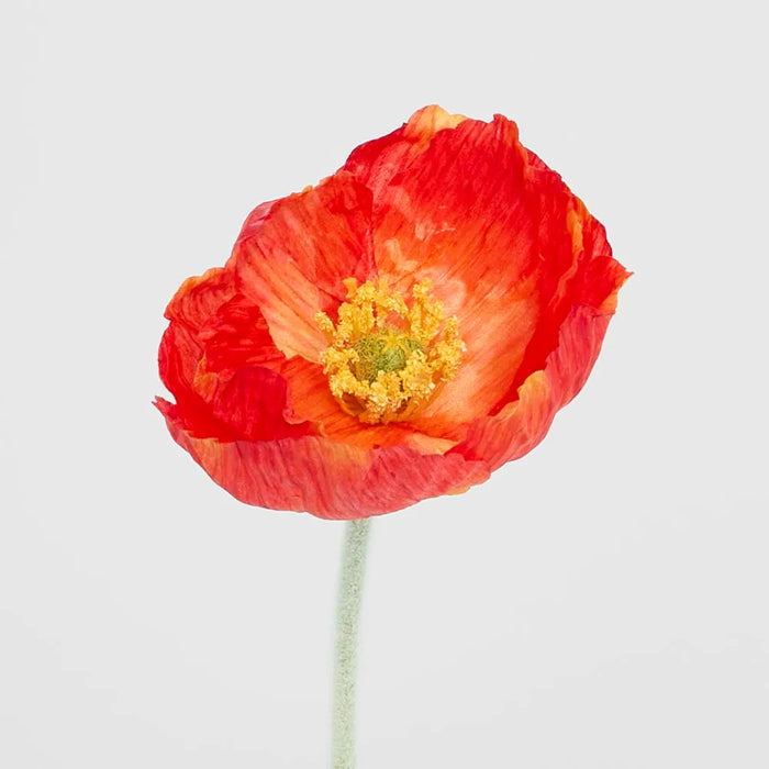 Poppy Stem Red 58cm Pack of 24