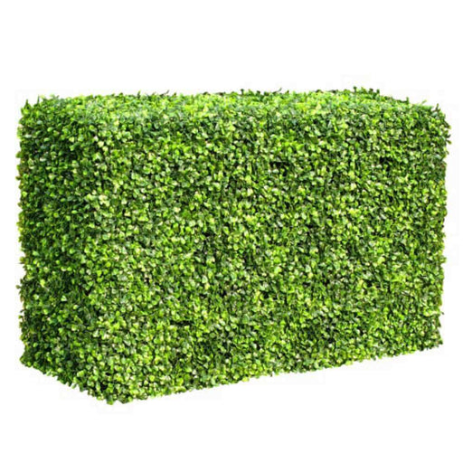 Mixed Boxwood Hedge X 100cmx50cm - FLORA DESIGNS