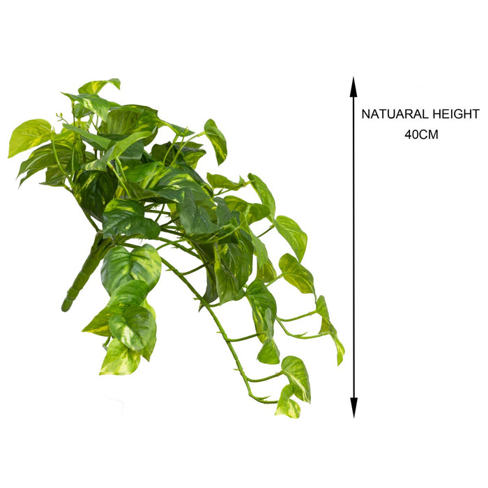 Pothos Hanging Bush 45cm Green Pack of 6
