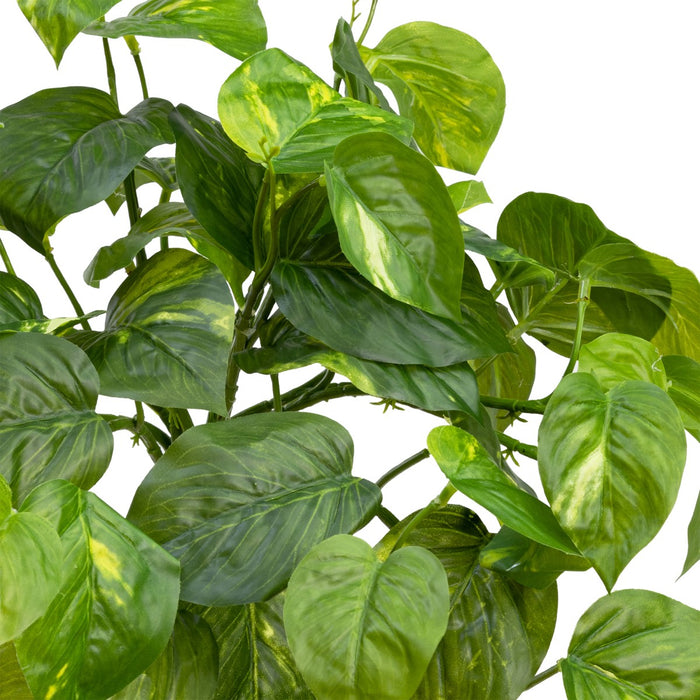 Pothos Hanging Bush 45cm Green Pack of 6