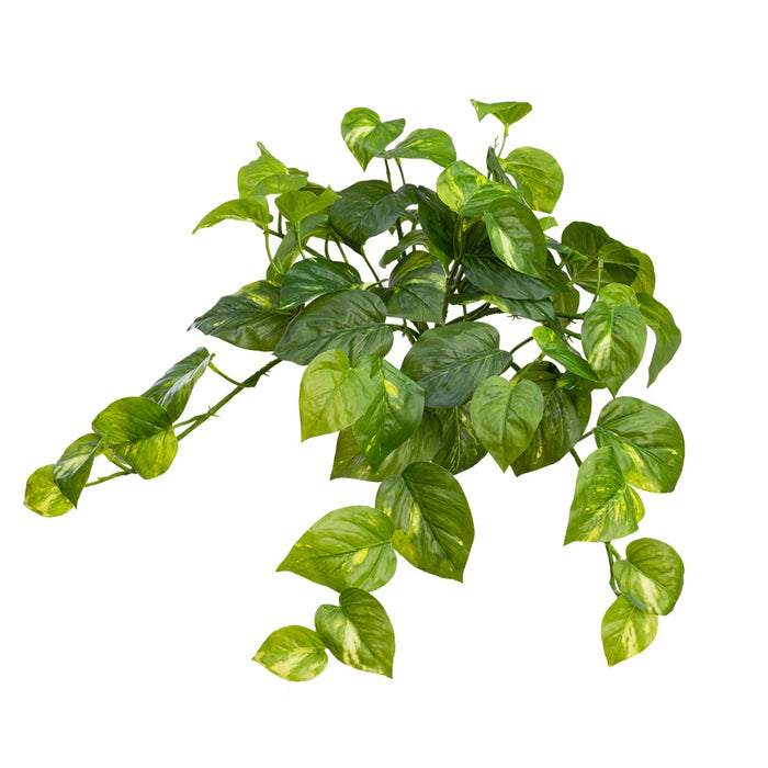 Pothos Hanging Bush 45cm Green Pack of 6