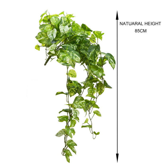 Pothos Hanging Bush 85cm Marble Green Pack of 4