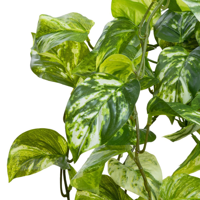 Pothos Hanging Bush 85cm Marble Green Pack of 4