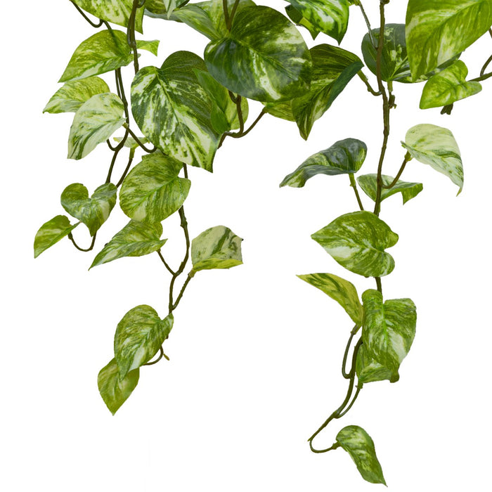 Pothos Hanging Bush 85cm Marble Green Pack of 4