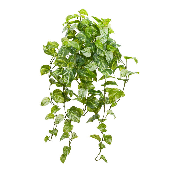Pothos Hanging Bush 85cm Marble Green Pack of 4