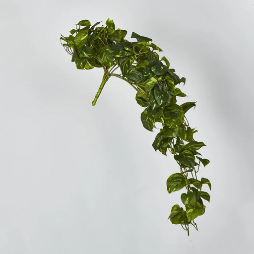 Pothos Hanging Bush Dark Green - Pack of 4