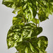 Pothos Hanging Bush Green - Pack of 4