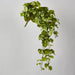 Pothos Hanging Bush Green - Pack of 4