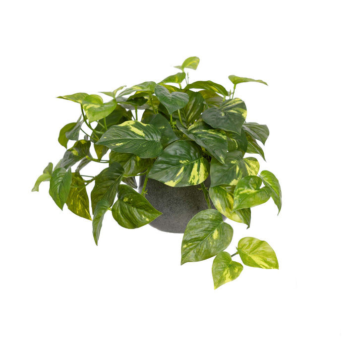 Pothos In Pot 30cm