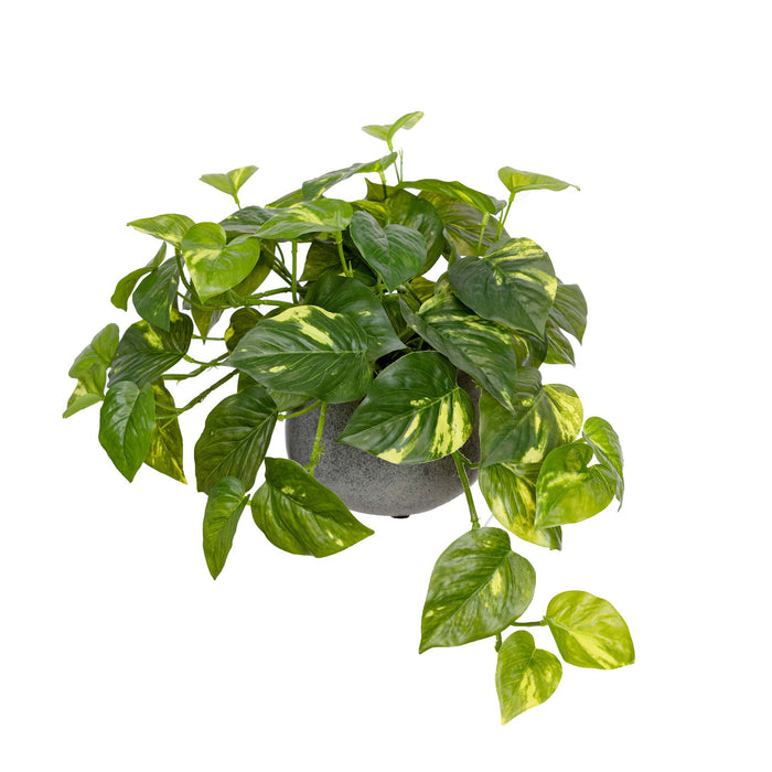 Pothos In Pot 30cm