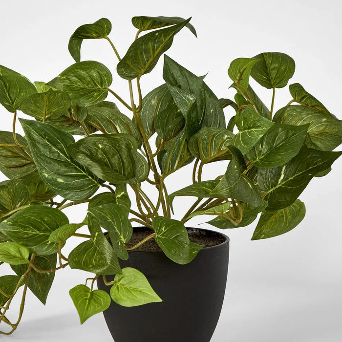 Pothos In Pot Green - Pack of 2