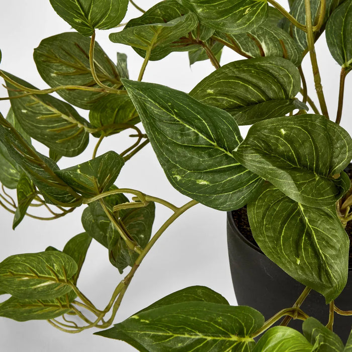 Pothos In Pot Green - Pack of 2