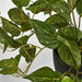 Pothos In Pot Green - Pack of 2